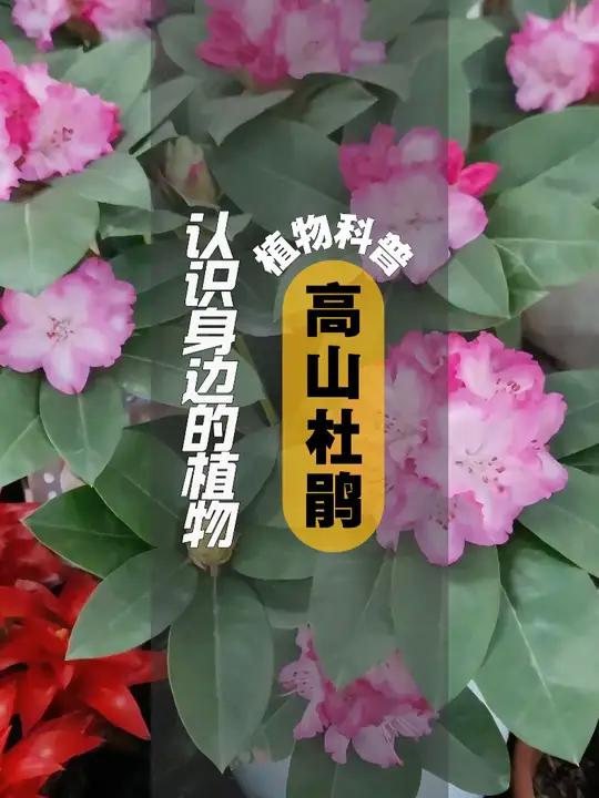 Kaiyun APP-包含高山植物探索行，结合运动与科普教育的词条