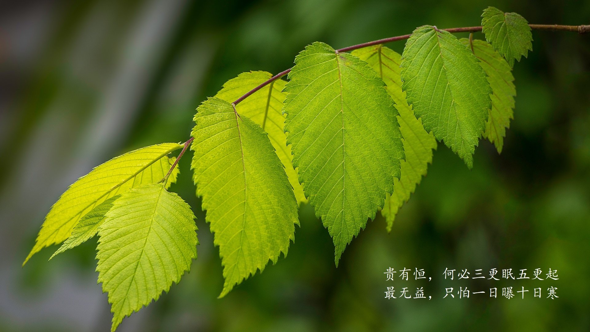 瑞士马术协会与兽医合作，开展马匹疾病预防与治疗研究。，瑞士兽医学院